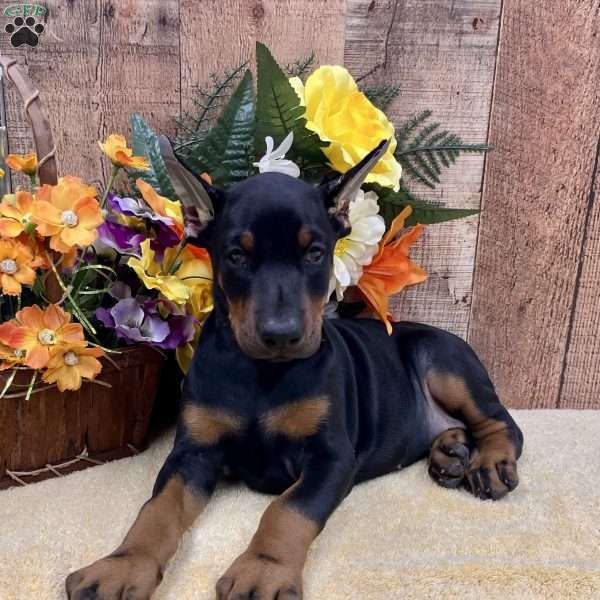 MAPLE, Doberman Pinscher Puppy